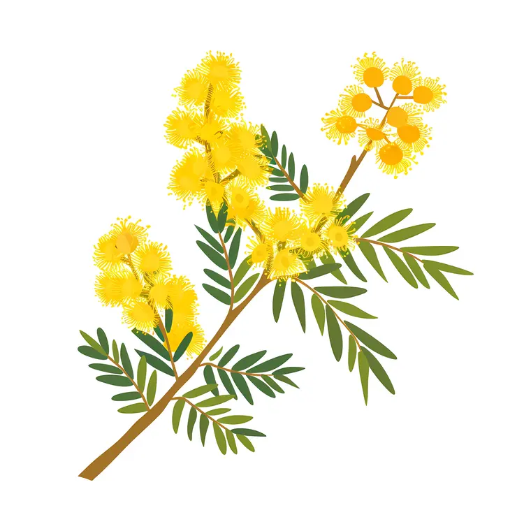 Botanical Illustration of Yellow Flowers with Green Leaves