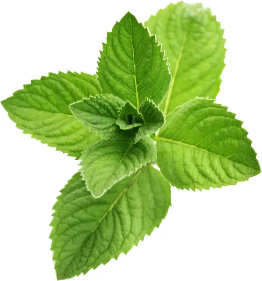 Fresh Green Mint Leaves