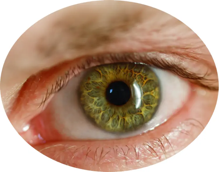 Detailed Hazel Eye Illustration