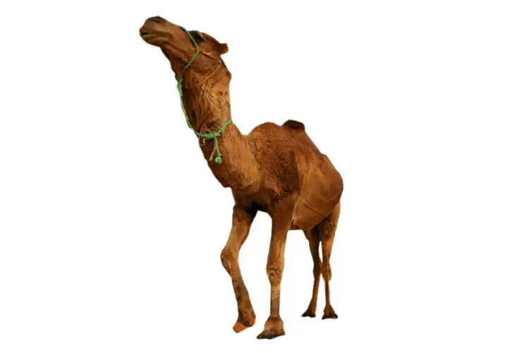 Brown Camel in Desert