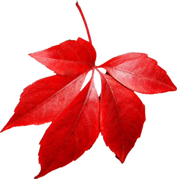 Vibrant Red Maple Leaf