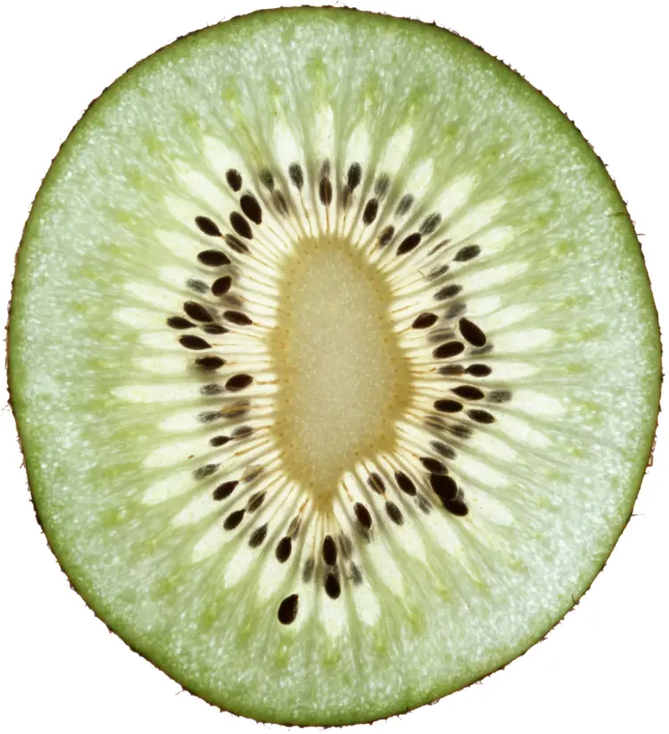 Close-up of Kiwi Slice