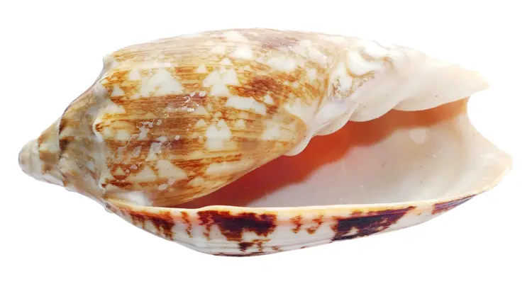 Beautiful Brown Seashell