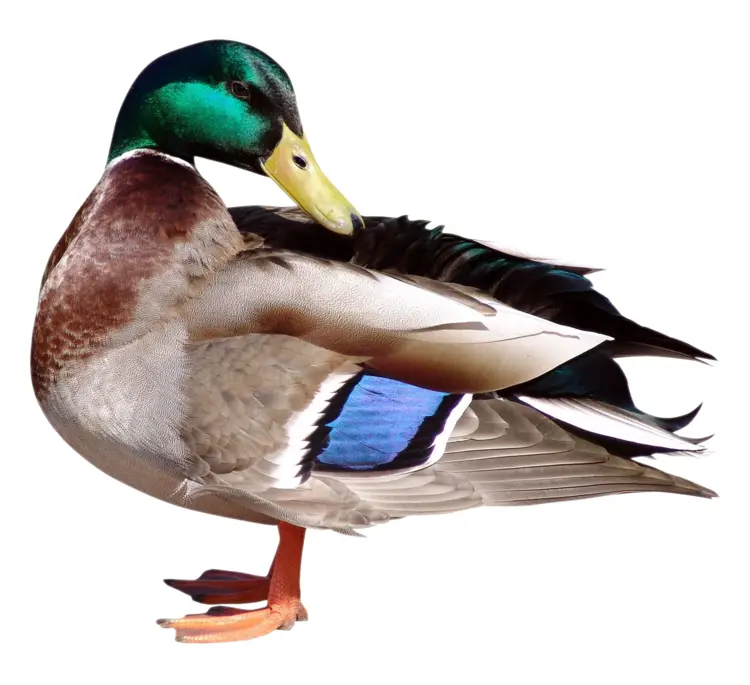 Colorful Duck with Bright Feathers