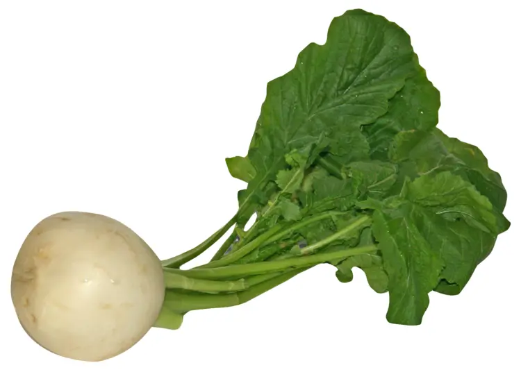 Fresh White Turnip with Green Leaves