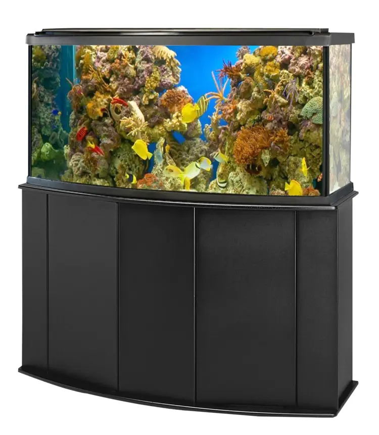 Colorful Fish Aquarium