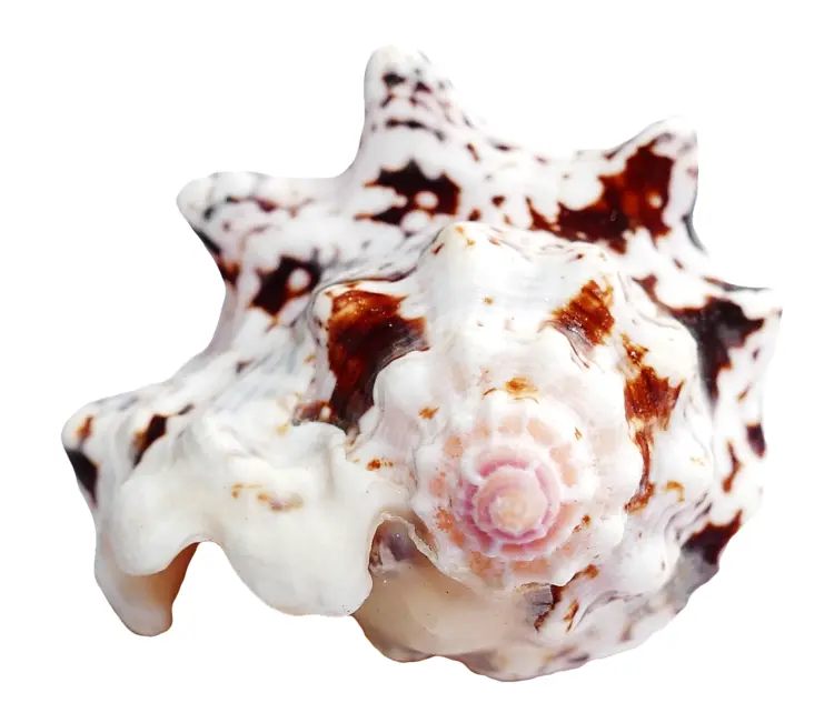 Spiky Shell with Brown and White Patterns