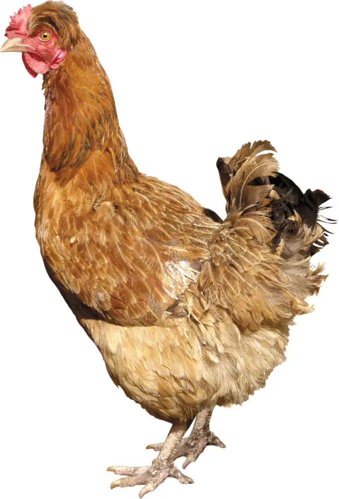 Brown Chicken on Farm