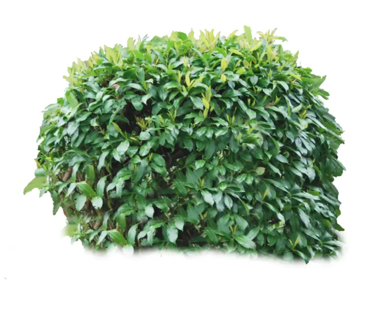 Green Bush