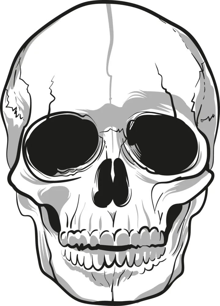 Black and White Skull Illustration