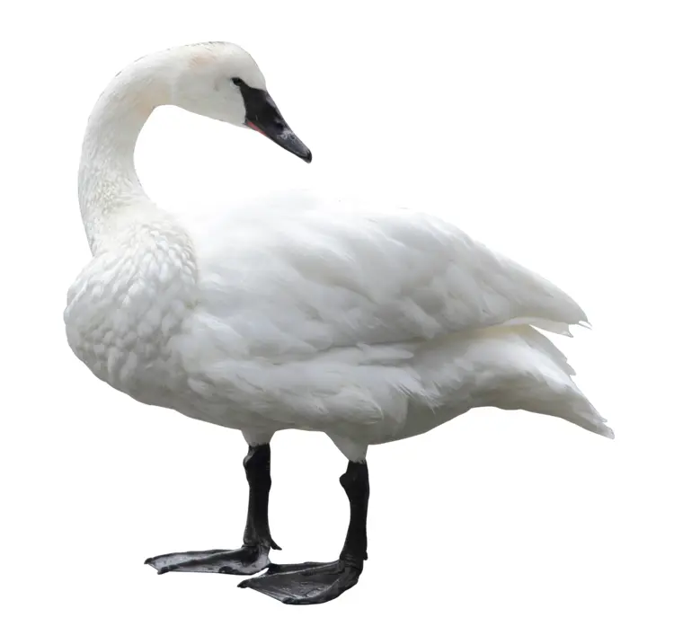 Graceful White Swan