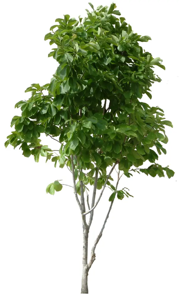 Green Tree with Lush Leaves