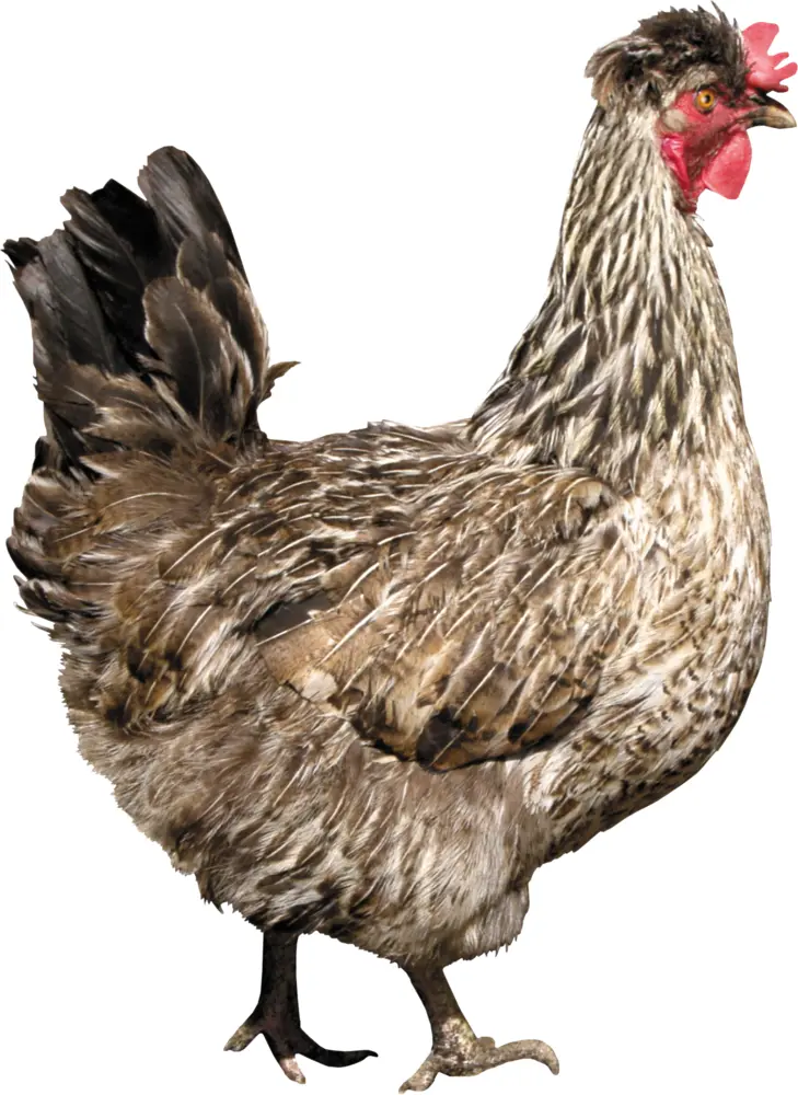 Grey Chicken on Transparent Background