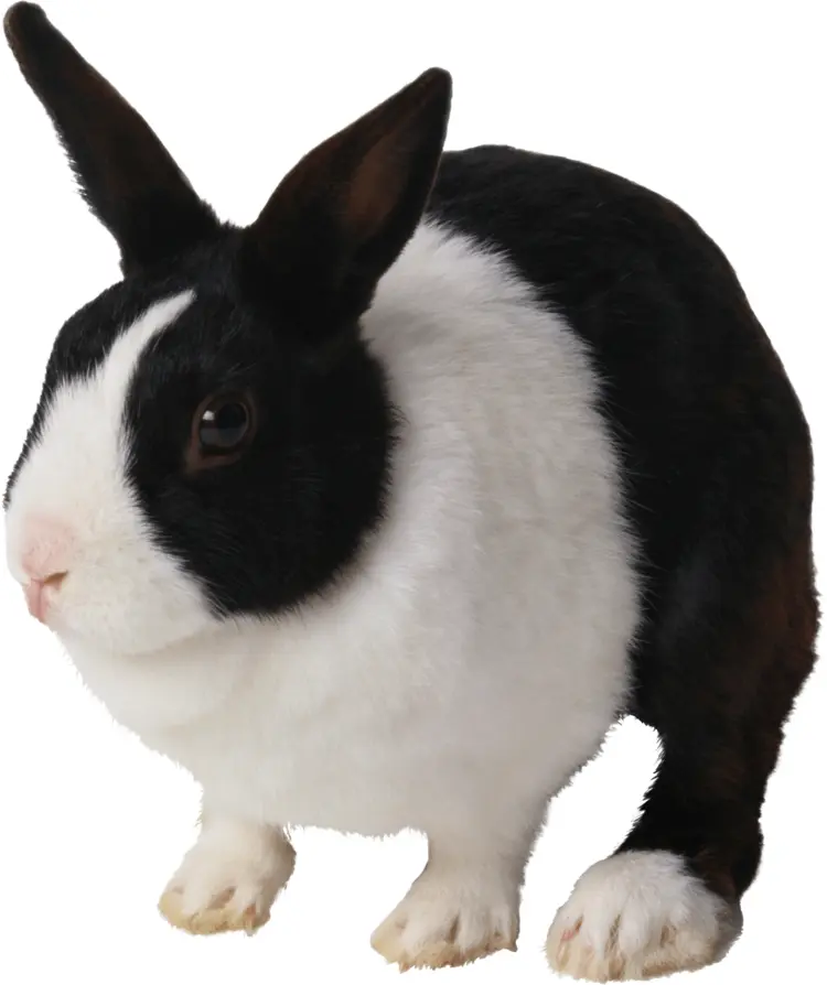 Cute Black and White Rabbit
