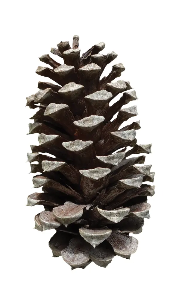 Dark Pine Cone in Nature