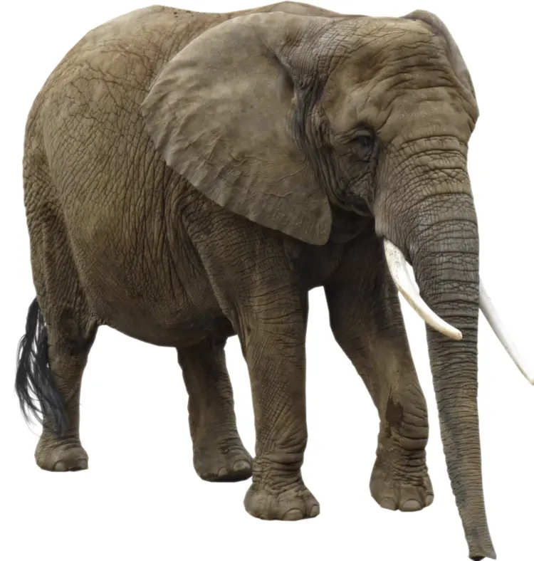 Large Elephant with Tusks
