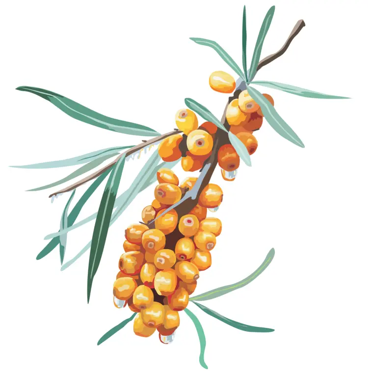 Sea Buckthorn Branch with Berries
