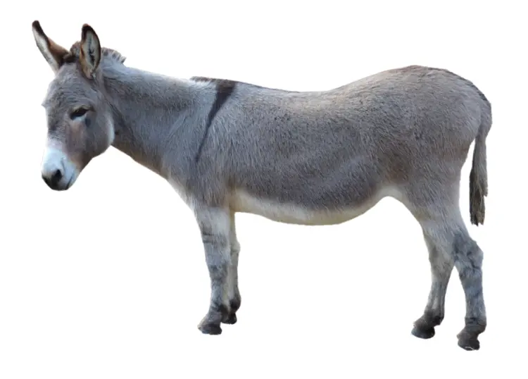Gray Donkey Side View