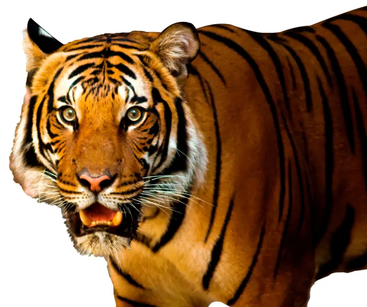 Majestic Tiger in the Wild