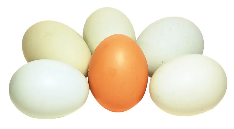 Variety of Eggs
