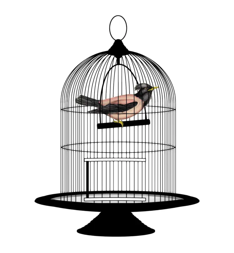 Bird in a Cage Illustration