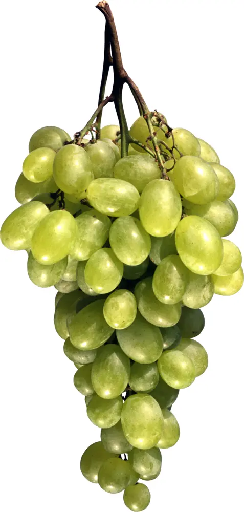 Fresh Green Grapes Bunch