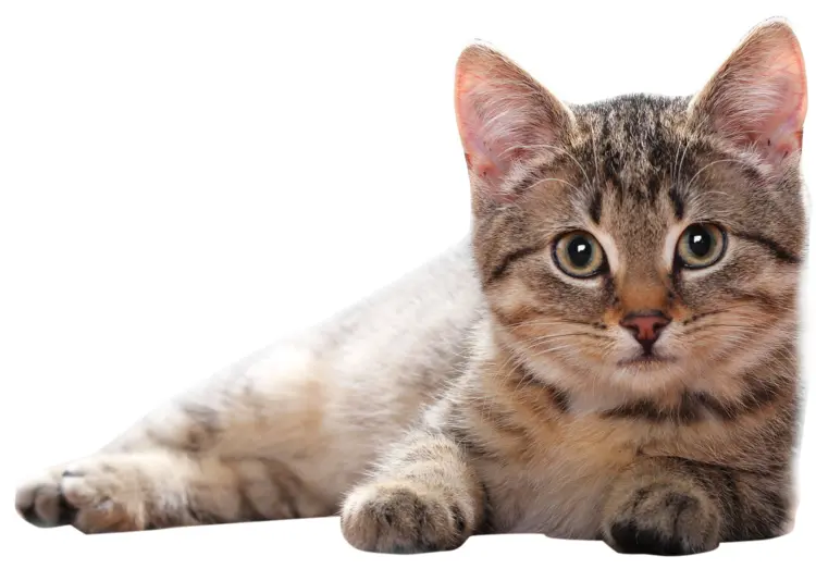 Cute Tabby Kitten Lying Down