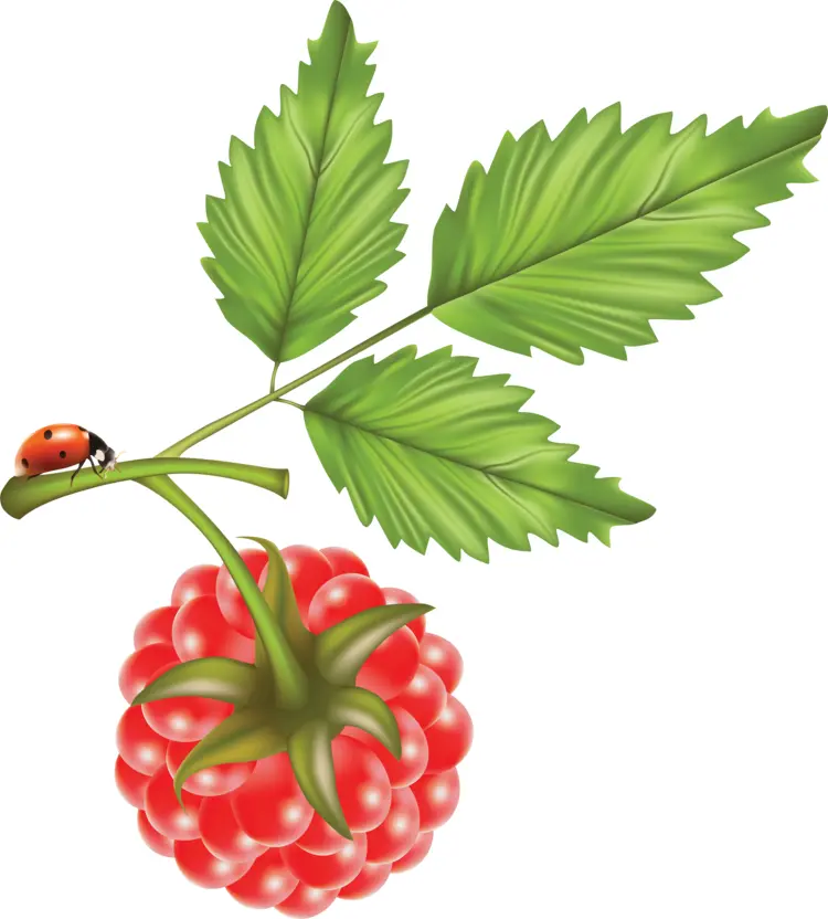 Single Raspberry with Leaves and Ladybug