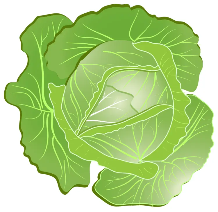 Fresh Green Cabbage Illustration