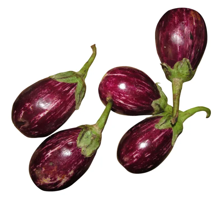 Fresh Purple Eggplants for Healthy Cooking