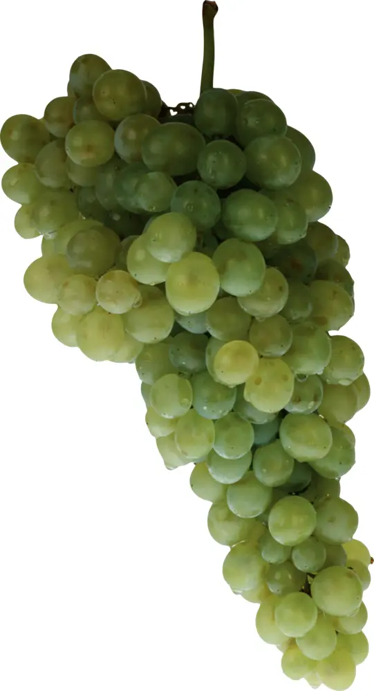 Tasty Green Grapes Bunch