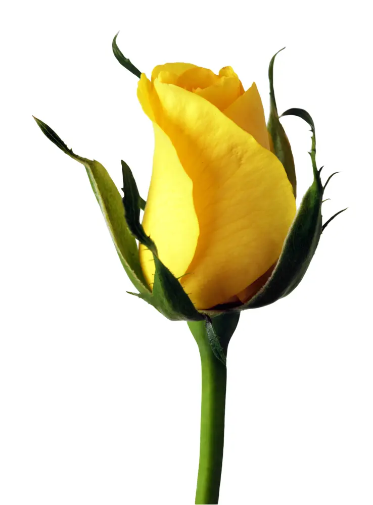 Elegant Yellow Rose Bud