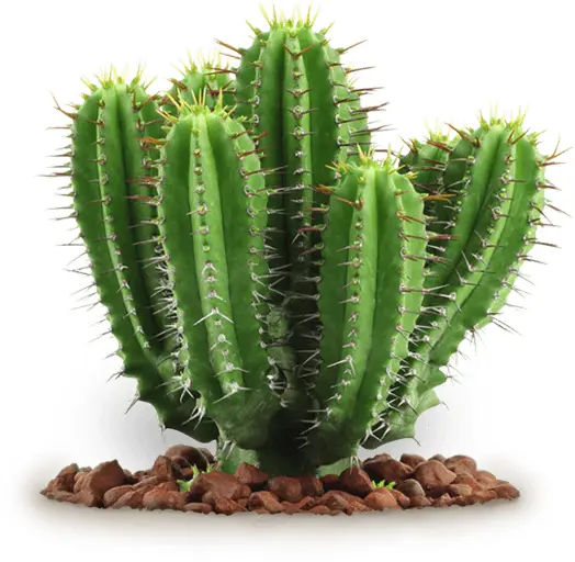 Green Spiky Cactus in Desert
