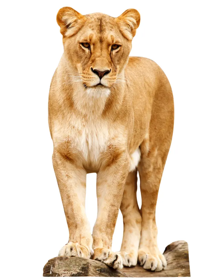 Graceful Lioness Standing