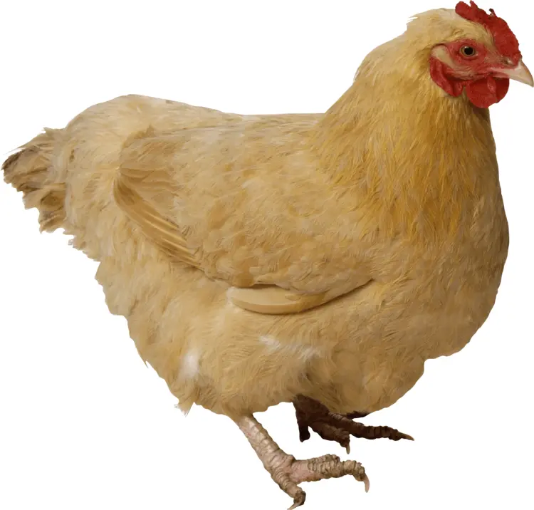 Yellow Chicken