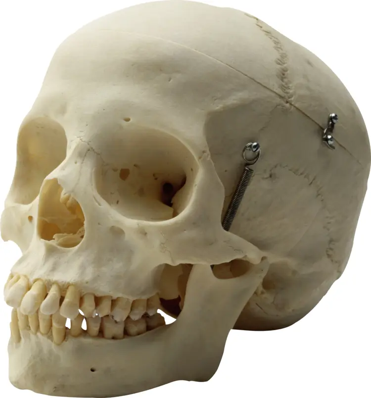 Human Skull Anatomy