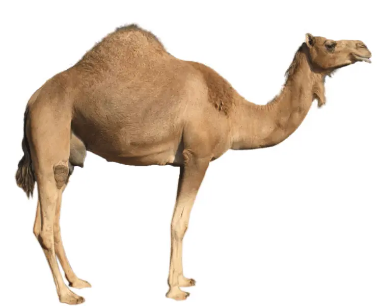 Camel Standing in the Desert