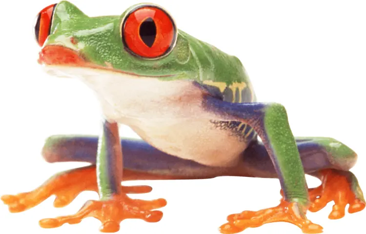Colorful Red-Eyed Tree Frog