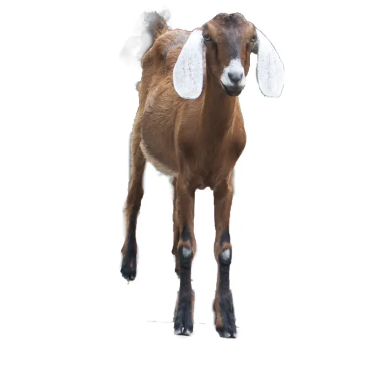 Brown Goat Standing