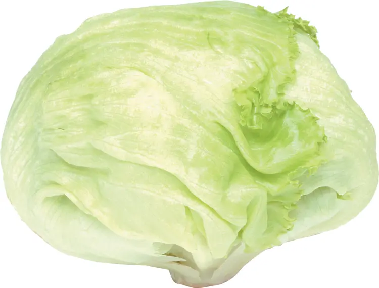 Fresh Green Iceberg Lettuce