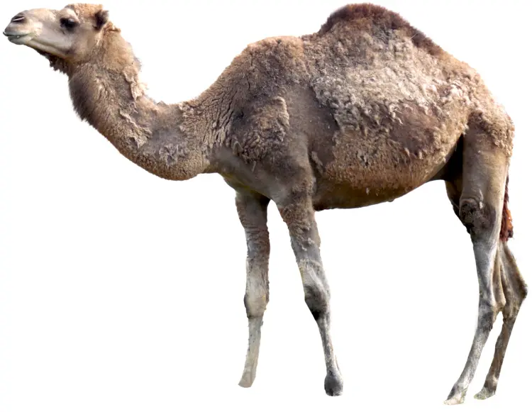 Camel in Desert Environment