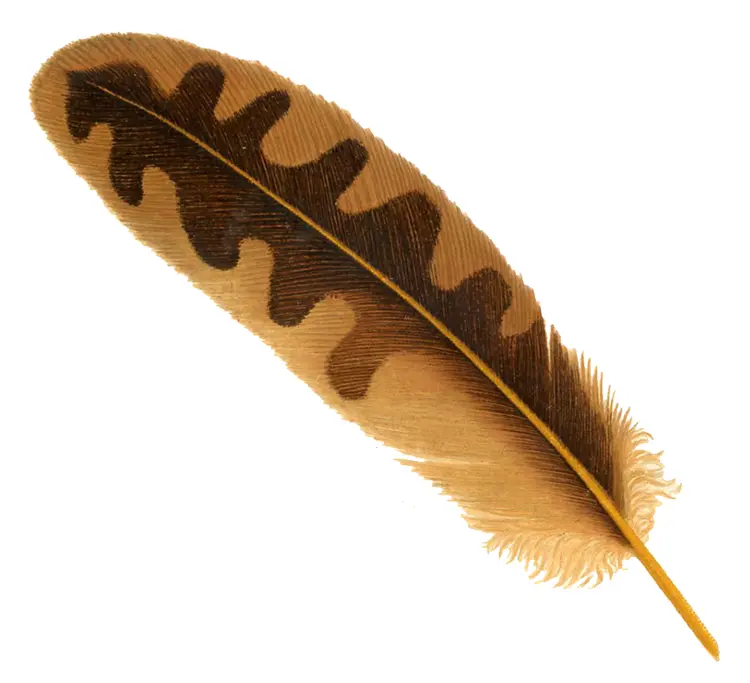 Brown Feather with Unique Pattern
