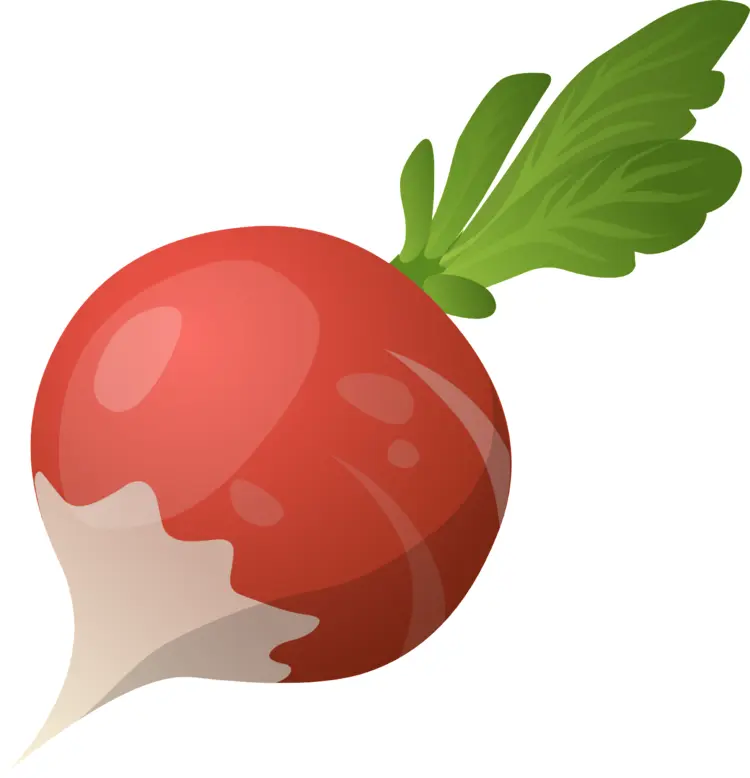 Fresh Radish with Green Leaves