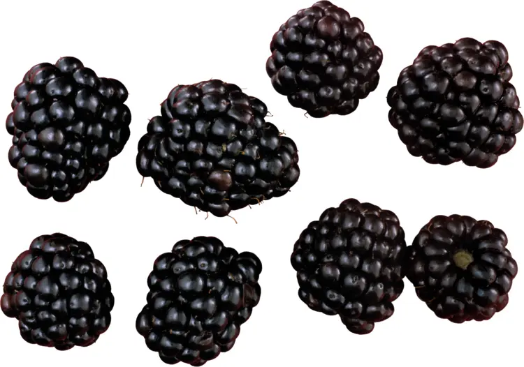 Juicy Blackberries
