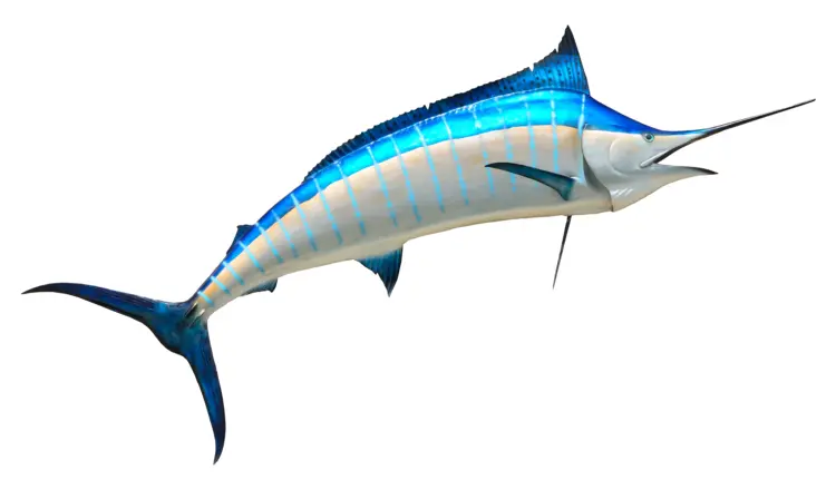 Blue Marlin Fish in the Ocean