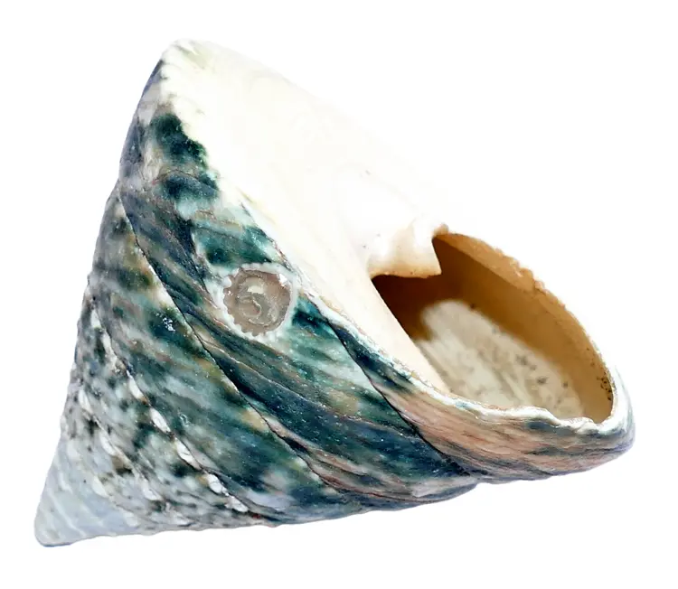 Conical Shell with Blue and White Patterns