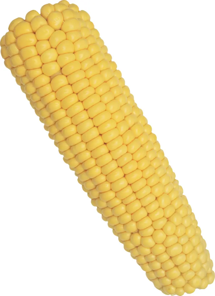 Single Yellow Corn on the Cob