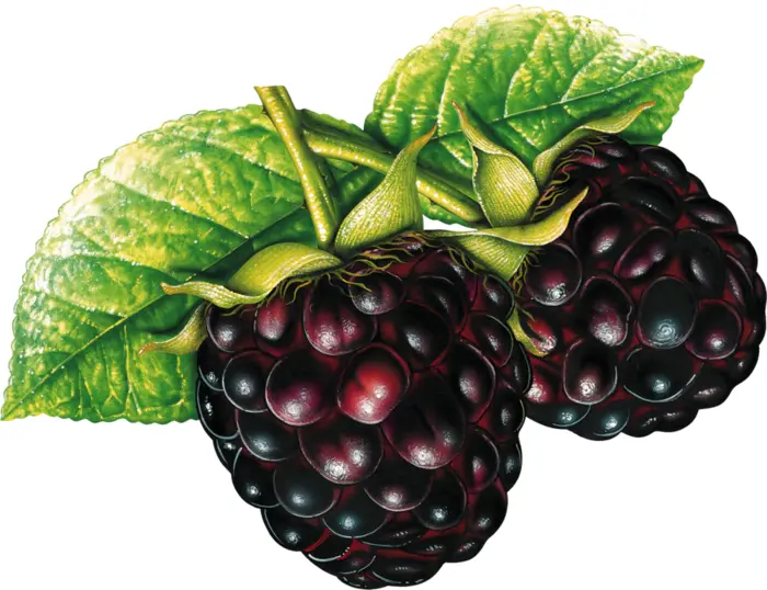 Fresh Blackberries with Green Leaves