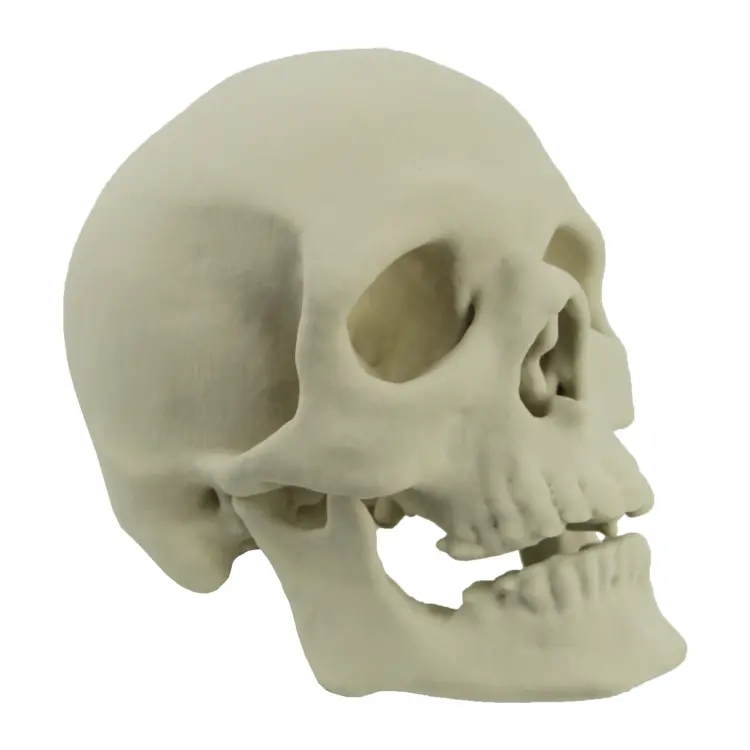 Human Skull Anatomy