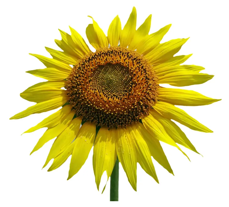 Vibrant Yellow Sunflower